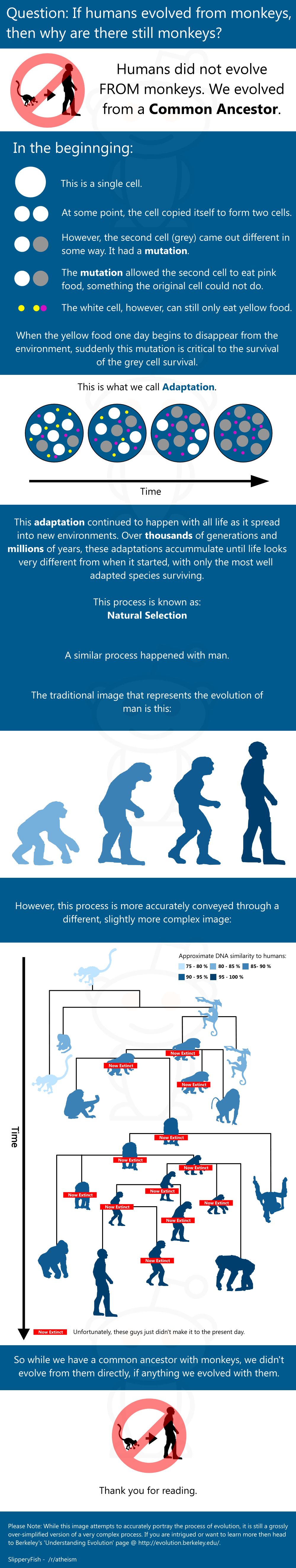 oamenii-n-au-evoluat-din-maimute